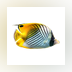 3D Fish School Screen Saver