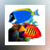 Tropical Fish 3D Screensaver