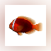 Tomato Clownfish