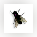 Fly on Desktop Screensaver