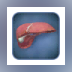 Liver Viewer