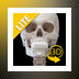 Skeletal System Lite