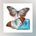 3D Desktop Butterfly Screen Saver