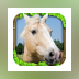 Wild Horse Simulator